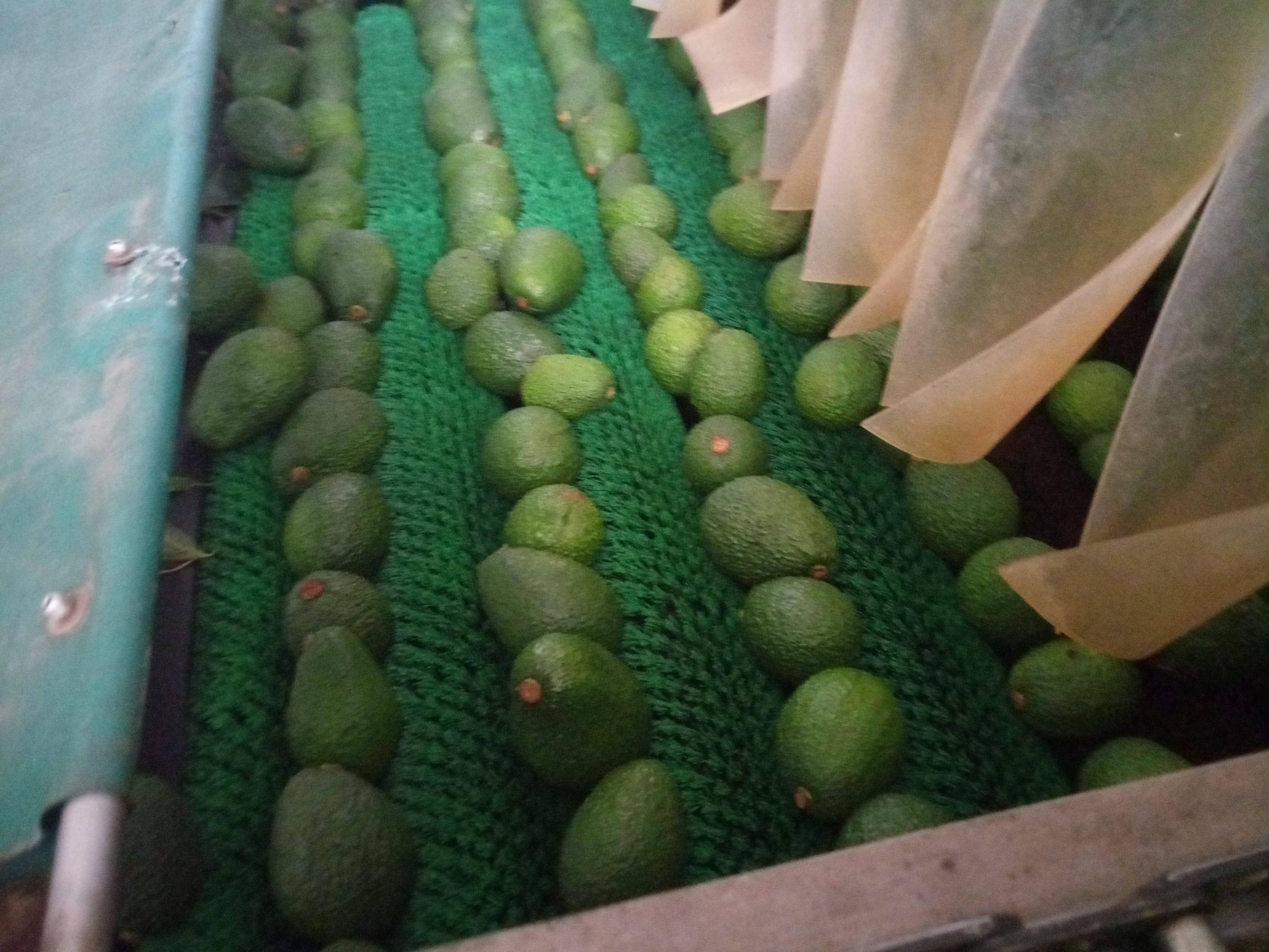 Fruta fresca Dorado División